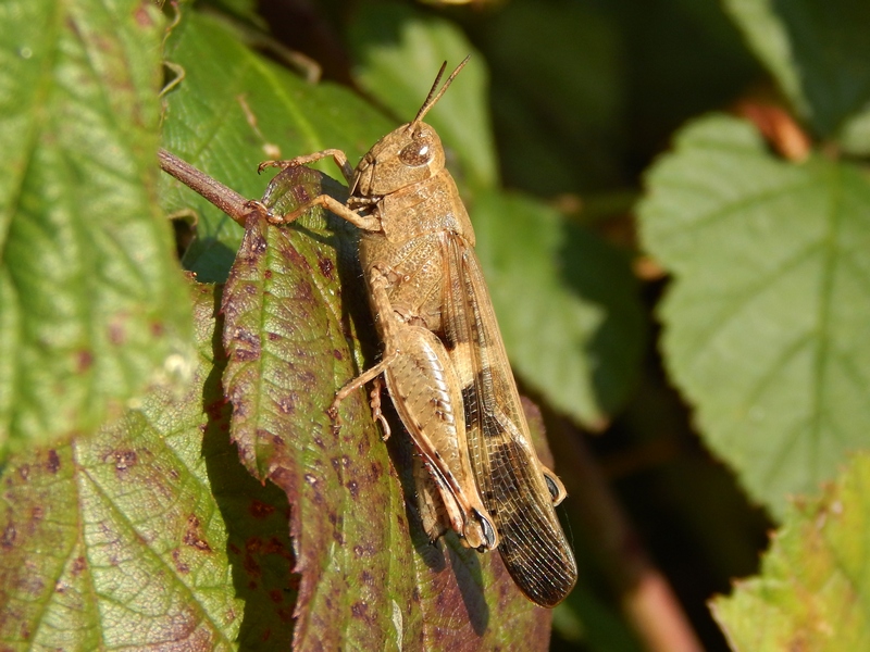 Aiolopus strepens, femmina  (Acrididae)